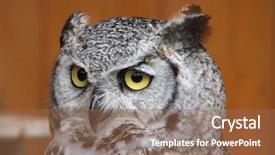  Presentation with animal - Cool new PPT layouts with owl bubo virginianus also known backdrop and a tawny brown colored foreground