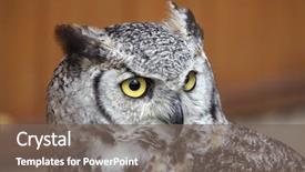  Presentation with tiger - Colorful presentation design enhanced with owl bubo virginianus also known backdrop and a gray colored foreground