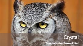  Presentation with tiger - Presentation design consisting of owl bubo virginianus also known background and a tawny brown colored foreground