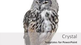  Presentation with art white gray grey - Audience pleasing presentation design consisting of great horned owl isolated on white backdrop and a light gray colored foreground