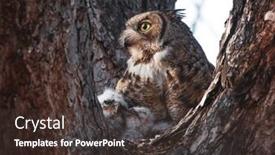  Presentation with babies - Slide set enhanced with great-horned-owl-nest background and a tawny brown colored foreground