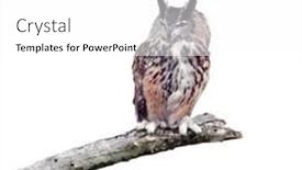  Presentation with branch - Theme consisting of great-horned-owl-perched background and a white colored foreground