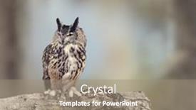  Presentation with branch - Cool new theme with great-horned-owl-perches backdrop and a gray colored foreground