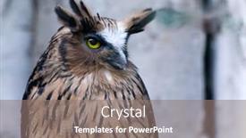  Presentation with camera - PPT layouts with great-horned-owl-sits background and a gray colored foreground