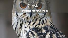  Presentation with alexander the great - Presentation theme featuring great-horned-owl background and a dark gray colored foreground