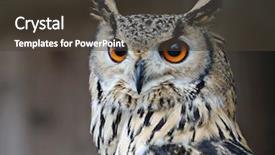  Presentation with great britain painted - Colorful presentation design enhanced with thoot - great horned owl backdrop and a dark gray colored foreground