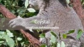  Presentation with australian aboriginal - Presentation design with great image of an australian koala in a gum tree background and a gray colored foreground