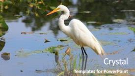  Presentation with white snow - Amazing PPT theme having great lakes - close up shot of snow backdrop and a light blue colored foreground