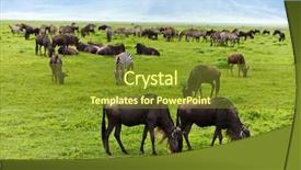  Presentation with great migration - Slides consisting of great migration of wildebeests background and a tawny brown colored foreground