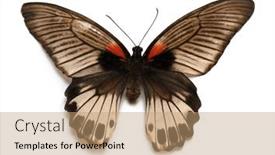  Presentation with mormon - PPT layouts enhanced with great-mormon-butterfly-isolated background and a coral colored foreground