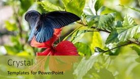  Presentation with hibiscus flower - Presentation design featuring great-mormon-butterfly-male-flying background and a gold colored foreground
