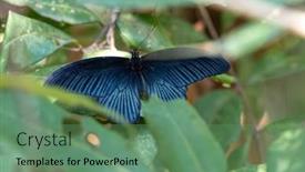  Presentation with mormon - Presentation theme consisting of great-mormon-butterfly-male-hidden background and a seafoam green colored foreground