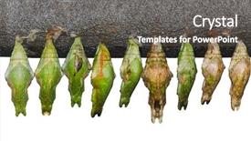  Presentation with pupa - Amazing PPT theme having great mormon chrysalis pupa cocoon backdrop and a tawny brown colored foreground