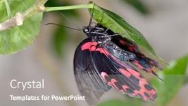  Presentation with mormon - Amazing presentation theme having great-mormon-papilio-memnon backdrop and a gray colored foreground