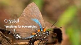 Presentation with purple butterfly - Presentation enhanced with great purple hairstreak butterfly resting background and a coral colored foreground