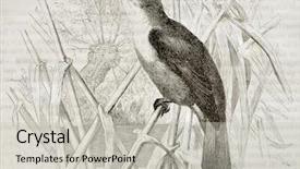  Presentation with old camera and film sound - Slide set consisting of great reed warbler old illustration background and a  colored foreground