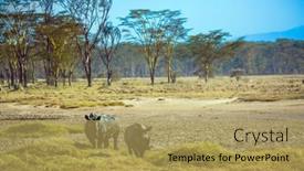  Presentation with african american talent show - Slide set featuring great-rift-valley-the-famous background and a yellow colored foreground