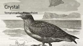  Presentation with old - Slides having great skua old illustration stercorarius background and a  colored foreground