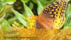  Presentation with weed - PPT theme consisting of great spangled fritillary butterfly speyeria cybele feeding on butterfly weed flower background and a gold colored foreground