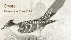  Presentation with old - Audience pleasing theme consisting of great spotted cuckoo old illustration backdrop and a  colored foreground