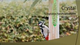  Presentation with red white blue - Colorful slide deck enhanced with great spotted woodpecker bird hanging backdrop and a mint green colored foreground