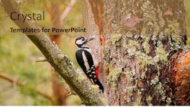  Presentation with black white tree - Slide deck with great-spotted-woodpecker-bird background and a gold colored foreground