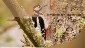  Presentation with black white tree - Slides enhanced with great-spotted-woodpecker-bird background and a coral colored foreground