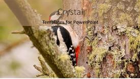  Presentation with black white tree - PPT layouts featuring great-spotted-woodpecker-bird and a  colored foreground