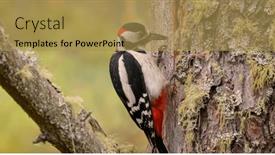  Presentation with black white tree - Presentation design enhanced with great-spotted-woodpecker-bird background and a yellow colored foreground