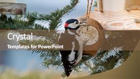  Presentation with coconut shell - Presentation theme featuring great spotted woodpecker bird background and a coral colored foreground
