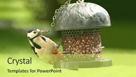  Presentation with spotted sheep - Cool new PPT layouts with great spotted woodpecker dendrocopos major backdrop and a  colored foreground