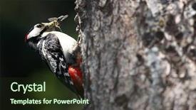  Presentation with insect - Presentation design having great spotted woodpecker dendrocopos major background and a wine colored foreground