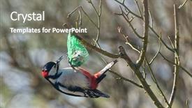  Presentation with dumpling - Audience pleasing presentation design consisting of great spotted woodpecker feeding backdrop and a gray colored foreground