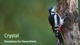  Presentation with tree and roots - Audience pleasing theme consisting of great spotted woodpecker in tree backdrop and a tawny brown colored foreground