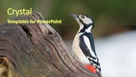  Presentation with tree - Theme having great spotted woodpecker on tree background and a  colored foreground