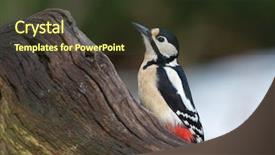  Presentation with spotted sheep - Amazing PPT layouts having great spotted woodpecker on tree backdrop and a  colored foreground