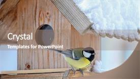  Presentation with bird - Presentation theme featuring great tit bird parus major background and a coral colored foreground