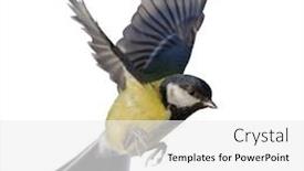  Presentation with flight - Beautiful slide deck featuring great-tit-in-flight-isolated backdrop and a white colored foreground