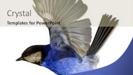 Presentation with flight - PPT theme featuring great-tit-in-flight-isolated background and a mint green colored foreground