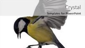  Presentation with grey black white brick - Audience pleasing presentation consisting of great-tit-in-flight-isolated backdrop and a light gray colored foreground
