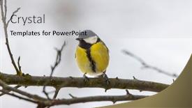  Presentation with czech republic - PPT theme with great-tit-near-national-park background and a light gray colored foreground