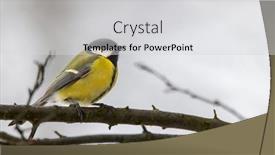  Presentation with czech republic - PPT theme consisting of great-tit-near-national-park background and a light gray colored foreground