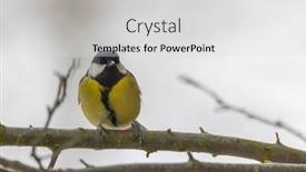  Presentation with czech republic - Slide deck with great-tit-near-national-park background and a light gray colored foreground