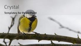  Presentation with czech republic - Presentation theme having great-tit-near-national-park background and a  colored foreground