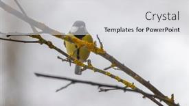  Presentation with czech republic - Presentation theme with great-tit-near-national-park background and a  colored foreground