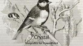  Presentation with old camera and film sound - PPT layouts featuring great tit old illustration parus background and a light gray colored foreground