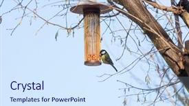  Presentation with tree and roots - Presentation theme with great tit on bird feeder background and a sky blue colored foreground