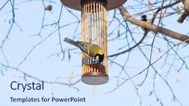  Presentation with srping tree - Cool new presentation with great tit on bird feeder backdrop and a sky blue colored foreground