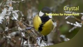  Presentation with groundwater spring - Slides featuring great-tit-on-branch background and a tawny brown colored foreground