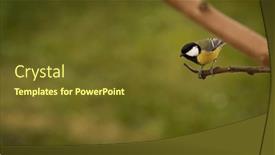  Presentation with branch - Slides consisting of great-tit-parus-major-perching background and a tawny brown colored foreground
